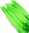 Imagen PLUMAS GRANDES VERDES 
